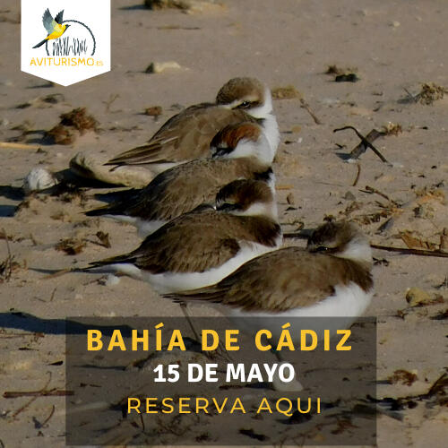 Bahía de Cádiz Bahía de Cádiz