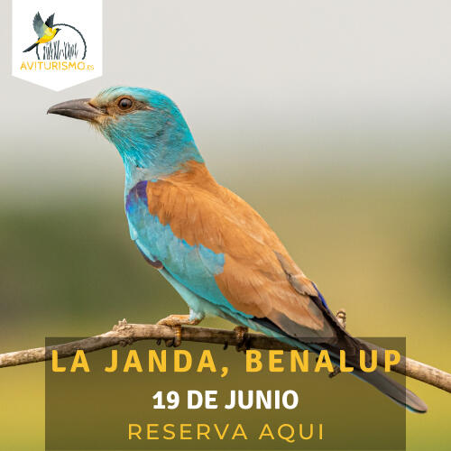 La Janda, Benalup