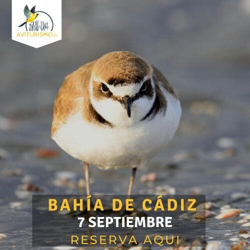 Bahía de Cádiz Bahía de Cádiz