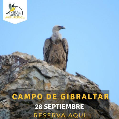 Campo de Gibraltar Campo de Gibraltar