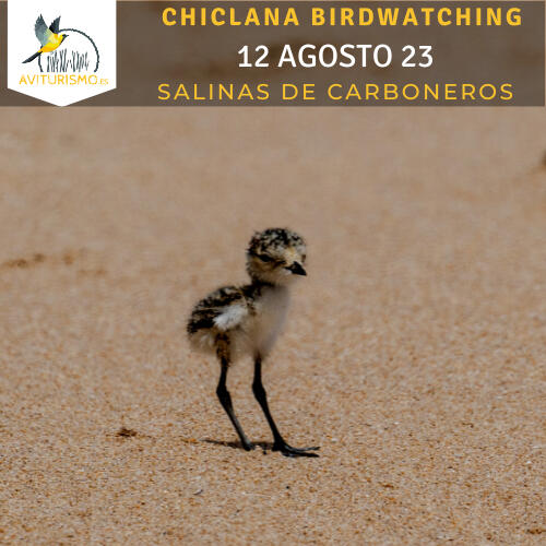 12 de Agosto Salinas de Carboneros