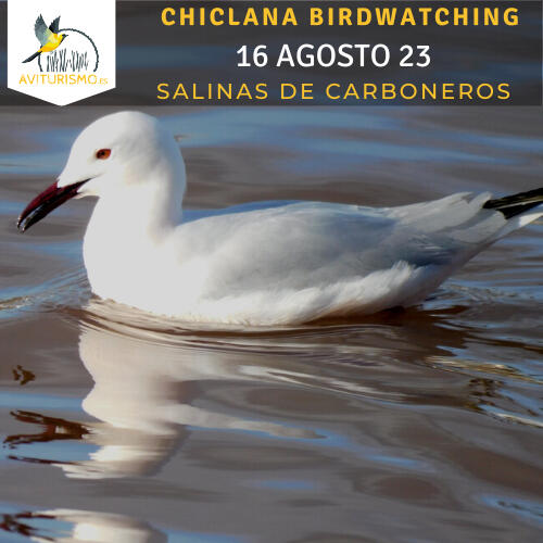 16 Agosto Salinas Carboneros Chiclana