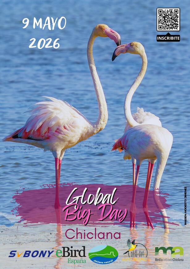 GLOBAL BIG DAY CHICLANA GLOBAL BIG DAY CHICLANA 9 MAYO 2026